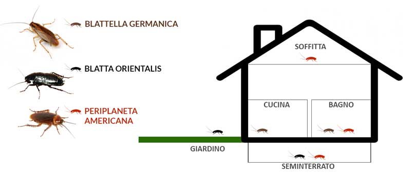 Disinfestazione blatte e scarafaggi